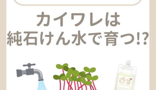 カイワレは純石けん水で育つ！？
